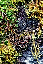 Mosses on Rock Wall